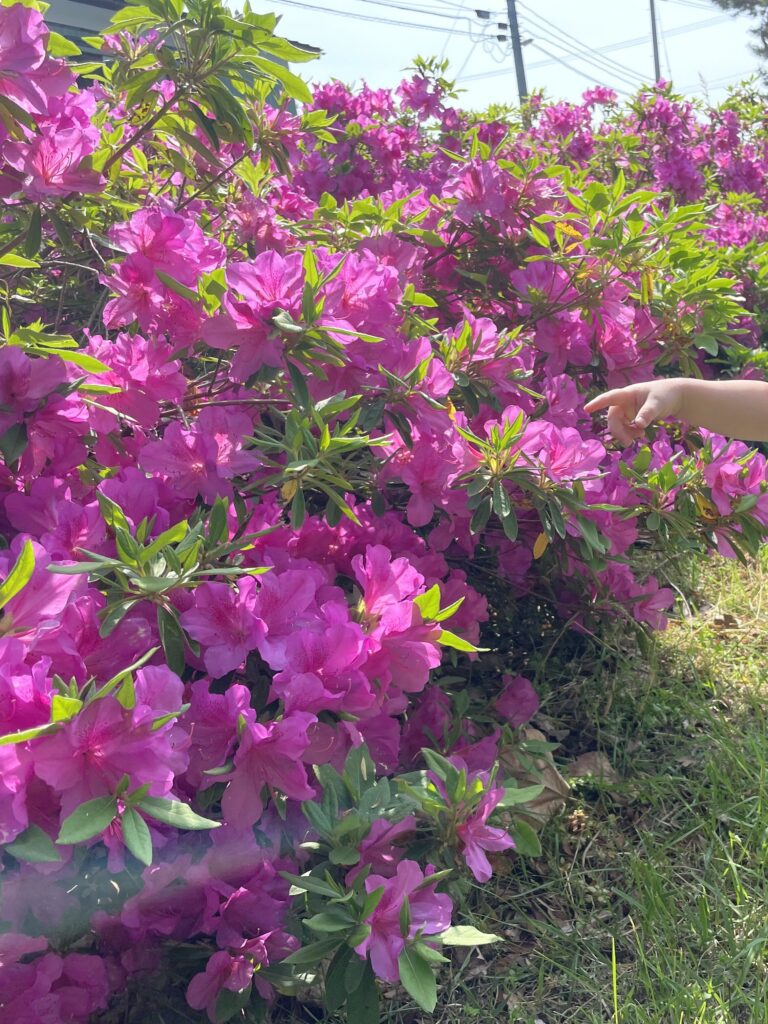 満開のつつじの写真feat.子の指差し